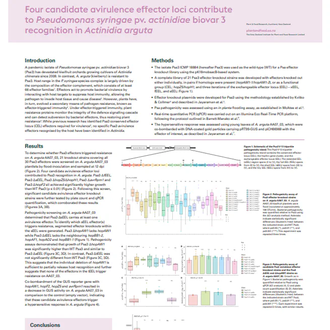 Four candidate avirulence effectors contribute to Psa3 recognition in Actinidia arguta