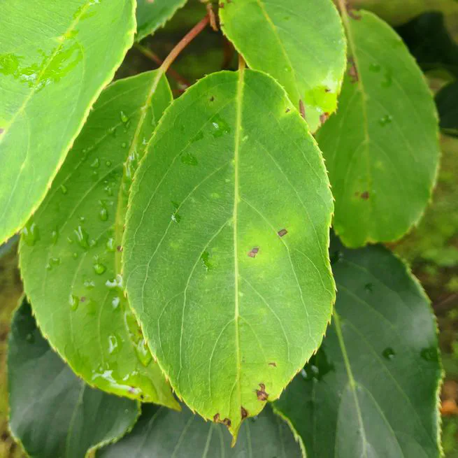 Effector loss drives adaptation of Pseudomonas syringae pv. actinidiae biovar 3 to Actinidia arguta