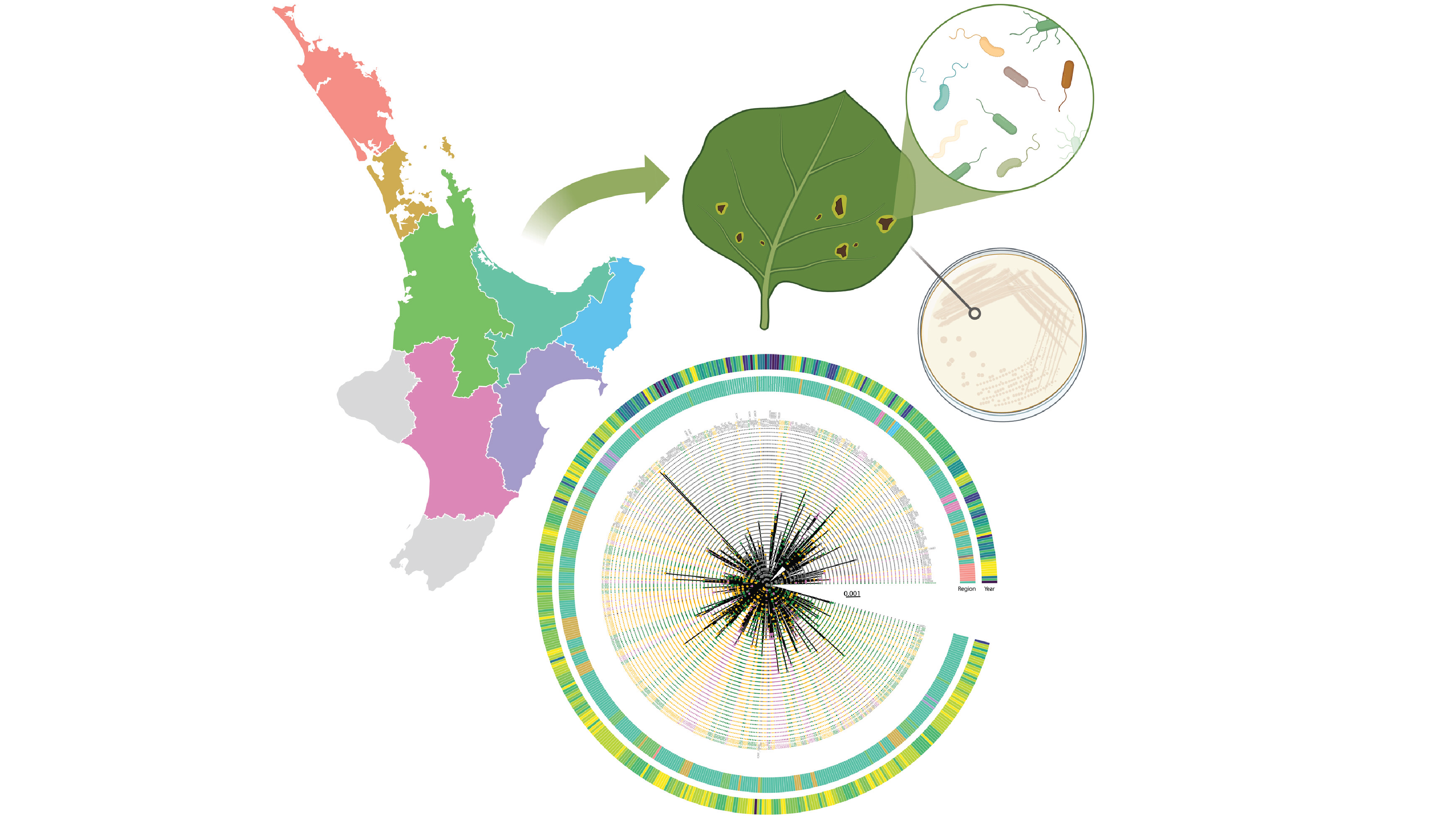 Genomic biosurveillance of the kiwifruit pathogen Pseudomonas syringae ...