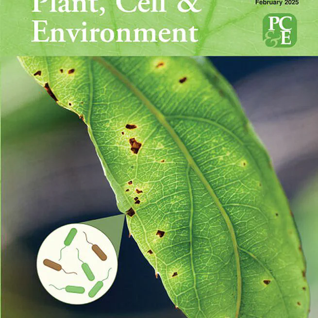 Identification and characterization of innate immunity in Actinidia melanandra in response to Pseudomonas syringae pv. actinidiae