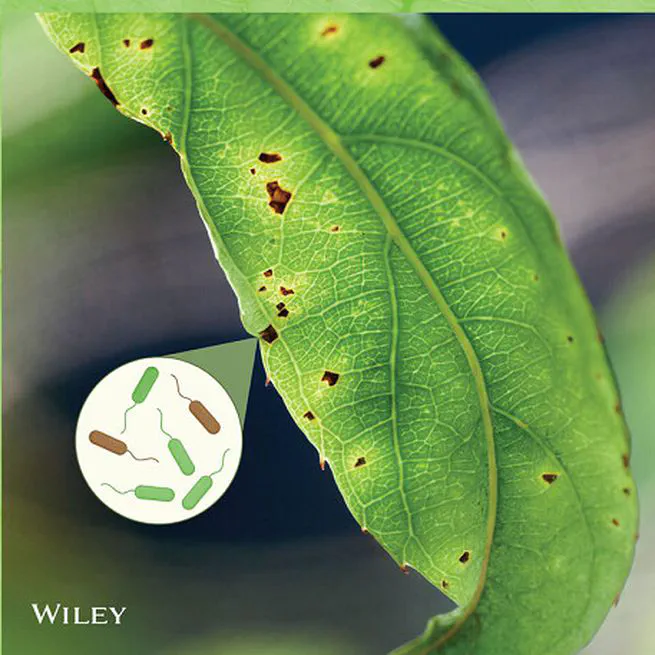 Identification and characterization of innate immunity in Actinidia melanandra in response to Pseudomonas syringae pv. actinidiae