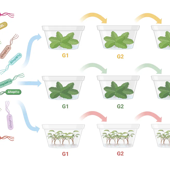 Individually redundant effectors are collectively required for bacterial pathogen virulence