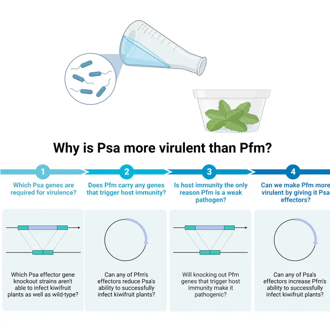 Contrasting effector profiles between bacterial colonisers of kiwifruit reveal redundant roles converging on PTI-suppression and RIN4