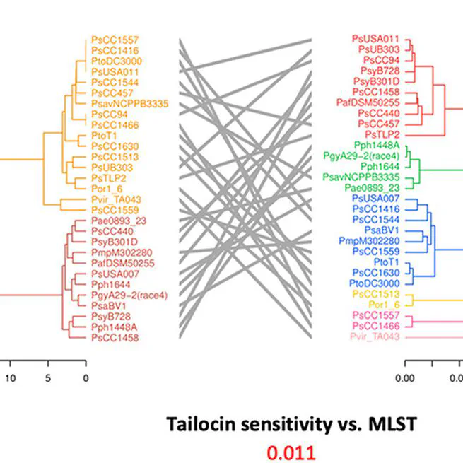 Variation at the common polysaccharide antigen locus drives lipopolysaccharide diversity within the Pseudomonas syringae species complex