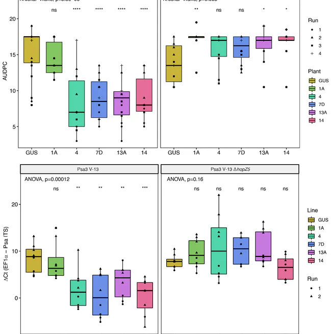 NbPTR1 confers resistance against Pseudomonas syringae pv. actinidiae in kiwifruit