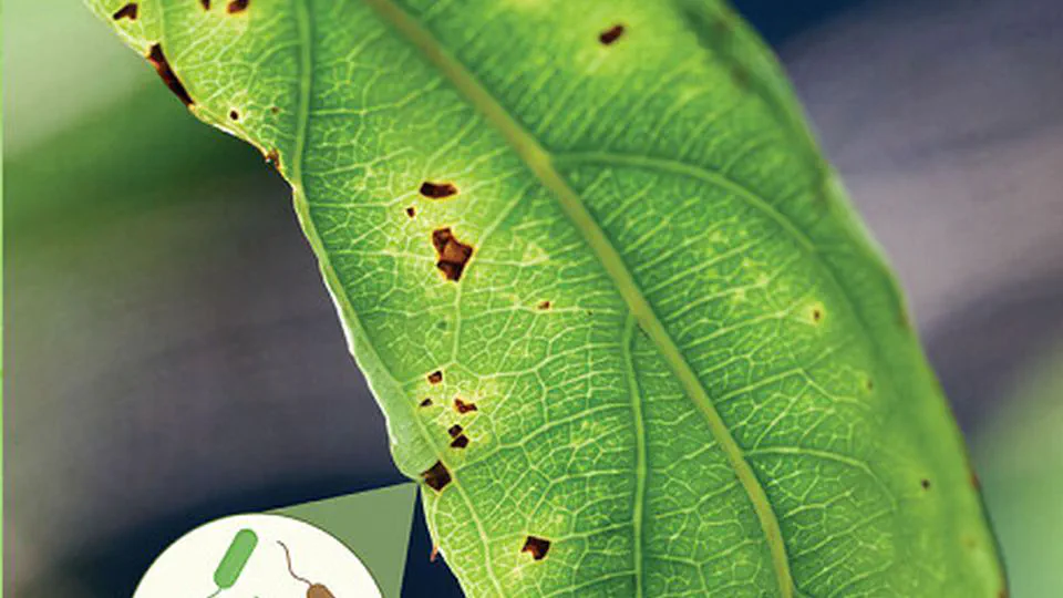 Identification and characterization of innate immunity in Actinidia melanandra in response to Pseudomonas syringae pv. actinidiae