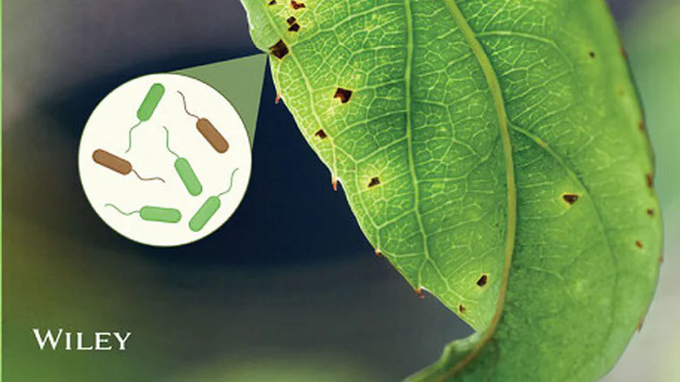 Identification and characterization of innate immunity in Actinidia melanandra in response to Pseudomonas syringae pv. actinidiae